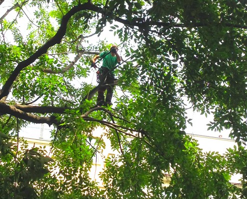 treeclimbing_01