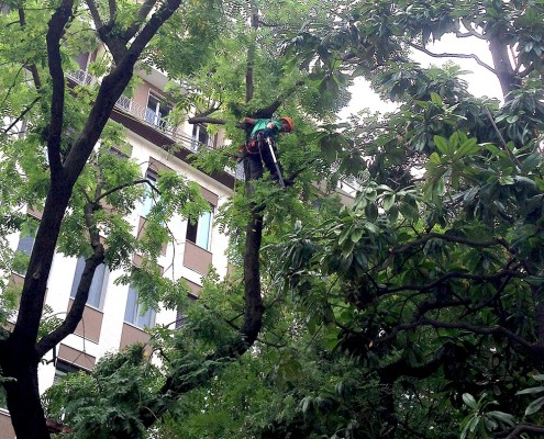 treeclimbing_02