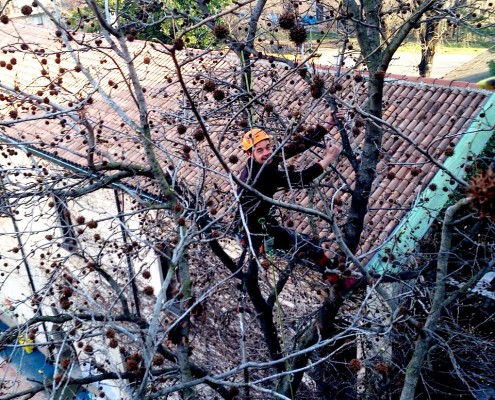 treeclimbing_05