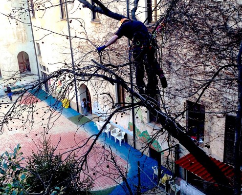 treeclimbing_06