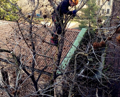 treeclimbing_07