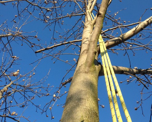 treeclimbing_08