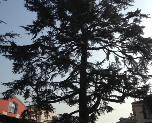 treeclimbing_10