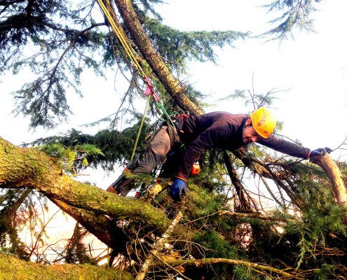treeclimbing_11
