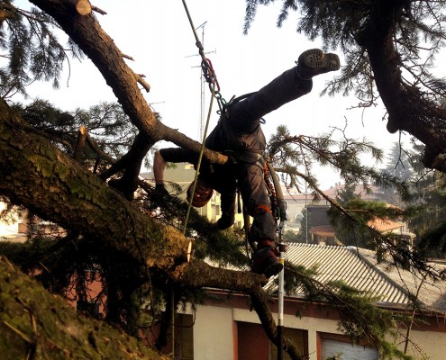 treeclimbing_13