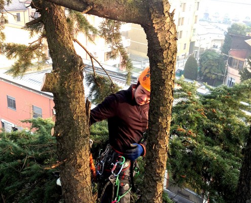 treeclimbing_14